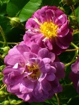 Veilchenblau Climbing Rose, Rosa x 'Veilchenblau'
